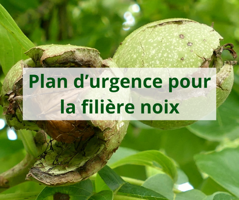 Plan d’urgence pour la filière noix-3