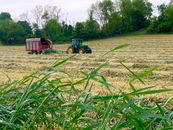 A green tractor operates in a lush summer field, ready for harvest.